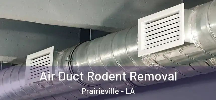 Air Duct Rodent Removal Prairieville - LA