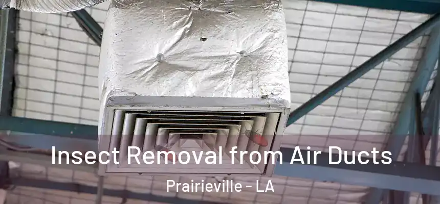  Insect Removal from Air Ducts Prairieville - LA